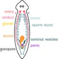 Reproductive system of planaria flatworm